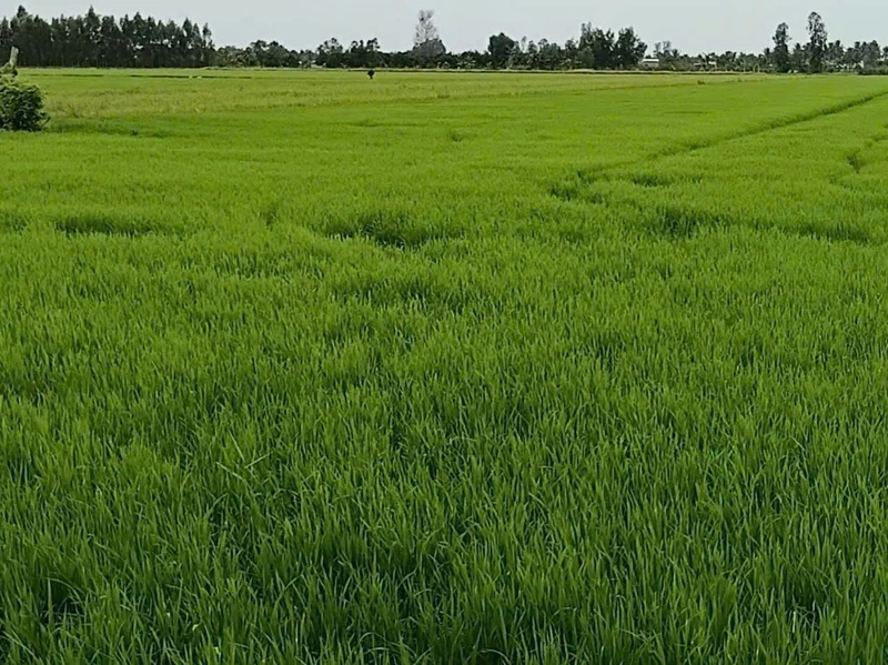 Bán ruộng 1296m² Tân Hiệp Kiên Giang 6.5 tỷ
