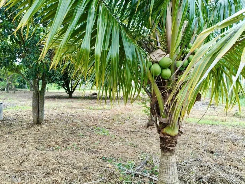 Bán 1000m2 đất ở Hàm Liêm, Bình Thuận, 550 triệu