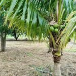 Bán 1000m2 đất ở Hàm Liêm, Bình Thuận, 550 triệu - Ảnh thu nhỏ 1
