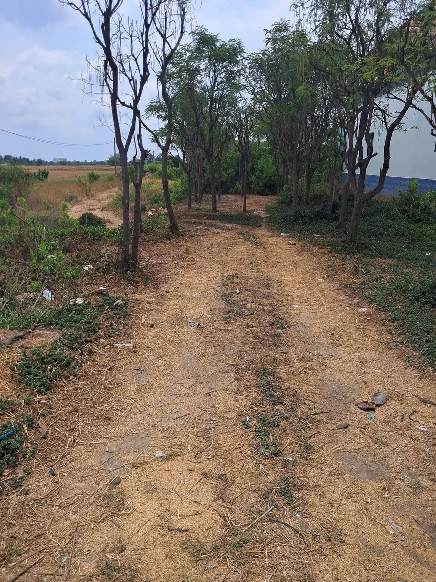 Bán đất 496m2 (7x71) xã Tân Phước, Gò Công Đông, Tiền Giang giá 900 triệu - Ảnh thu nhỏ 2