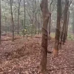 Bán đất 2 hectare 800 triệu Bù Đốp - Ảnh thu nhỏ 2