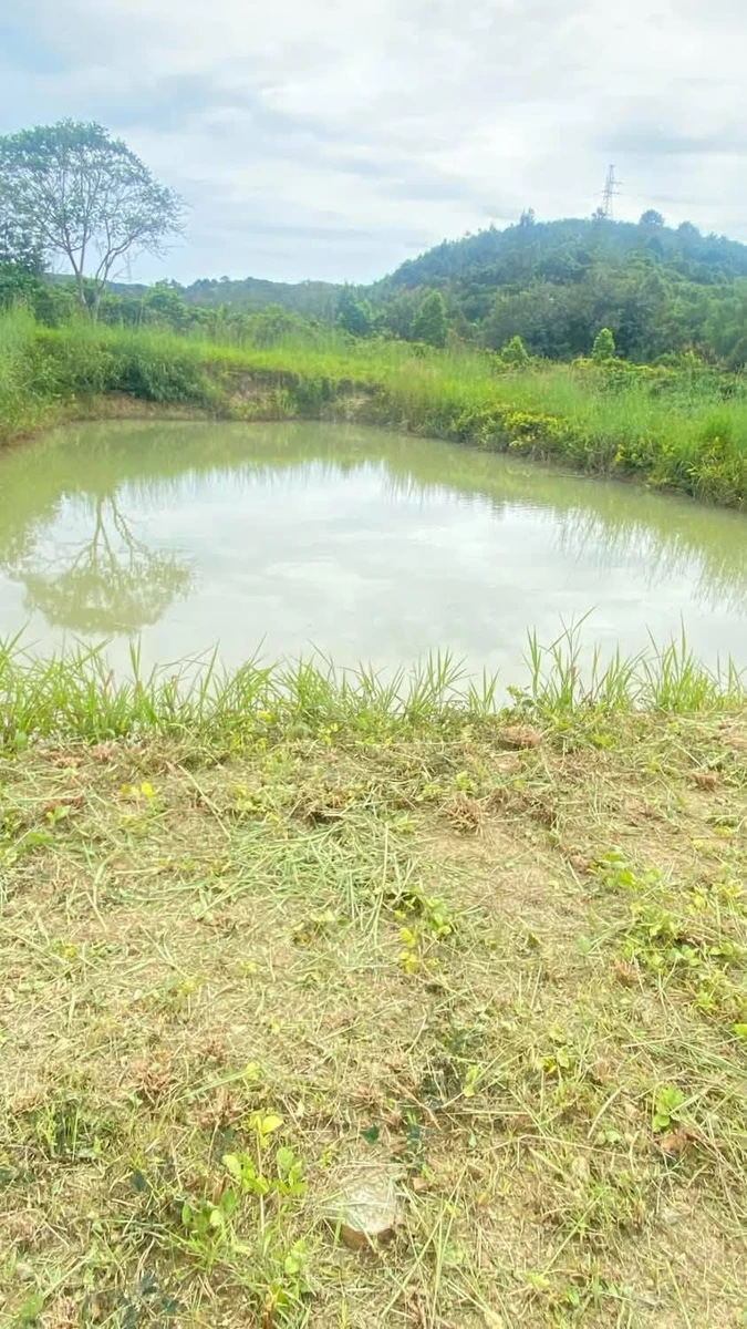 Bán vườn cà phê 1,7 ha Chư Prong Gia Lai 2,1 tỷ - Ảnh thu nhỏ 4