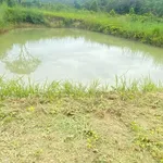 Bán vườn cà phê 1,7 ha Chư Prong Gia Lai 2,1 tỷ - Ảnh thu nhỏ 4