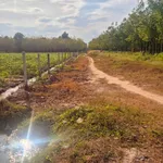 Bán đất 1000m² ở Hảo Dước, Tây Ninh - Ảnh thu nhỏ 3