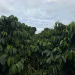 Bán 1,5 ha đất vườn cà phê, hồ tiêu có nhà cấp 4 sát Quốc lộ 14, Đắk Song, Đắk Nông - Ảnh thu nhỏ 4