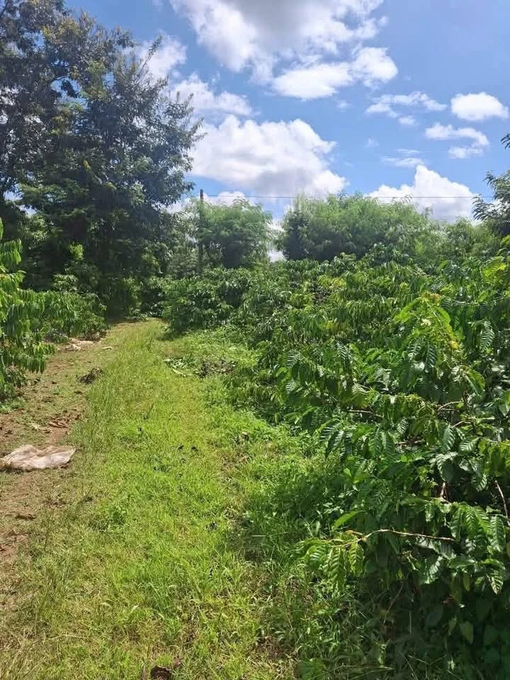 Bán 4 sào đất cà phê 4000m2, 120m mặt tiền tại Hòa Khánh, Buôn Ma Thuột - 2 tỷ 200 - Ảnh thu nhỏ 4