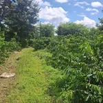 Bán 4 sào đất cà phê 4000m2, 120m mặt tiền tại Hòa Khánh, Buôn Ma Thuột - 2 tỷ 200 - Ảnh thu nhỏ 4