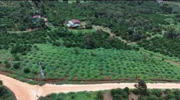 Bán rẫy cà phê 2,5ha ở Gia Nghĩa, Đắk Nông, giá 5 tỷ - Ảnh 1