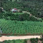 Bán rẫy cà phê 2,5ha ở Gia Nghĩa, Đắk Nông, giá 5 tỷ - Ảnh thu nhỏ 1