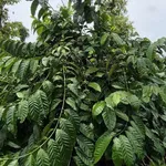 Bán rẫy cà phê 1,3 ha view suối Nam Dong Lâm Đồng - Ảnh thu nhỏ 3
