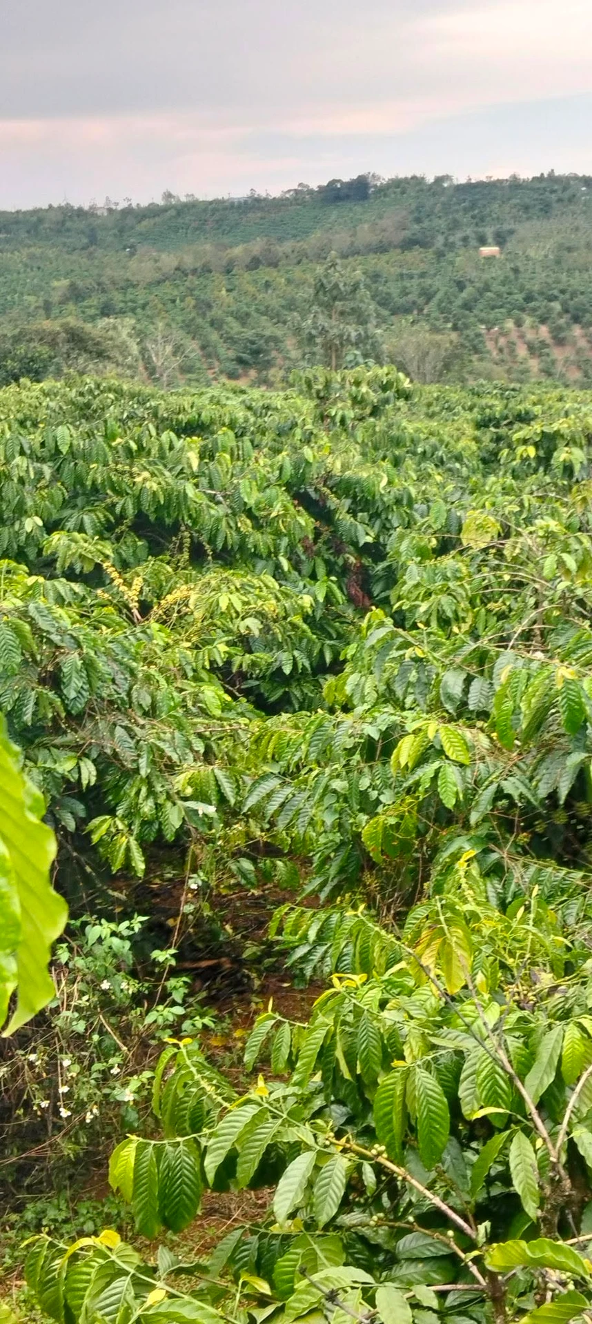 Bán lô đất 1 hecta tại Đắk Rung 2 tỷ 100 triệu - Ảnh 1