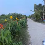 Bán đất thổ 100% 275m² Bình Hòa Bắc Đức Huệ 450 triệu - Ảnh thu nhỏ 5