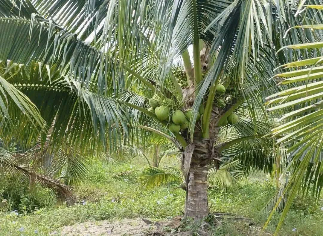 Bán đất vườn dừa xiêm 6000m² Lương Hòa Cần Giờ - Ảnh thu nhỏ 2