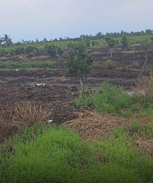 Bán 500m² đất vườn xã Tân Thành, huyện Thủ Thừa, Long An giá 280 triệu