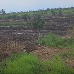 Bán 500m² đất vườn xã Tân Thành, huyện Thủ Thừa, Long An giá 280 triệu - Ảnh thu nhỏ 1