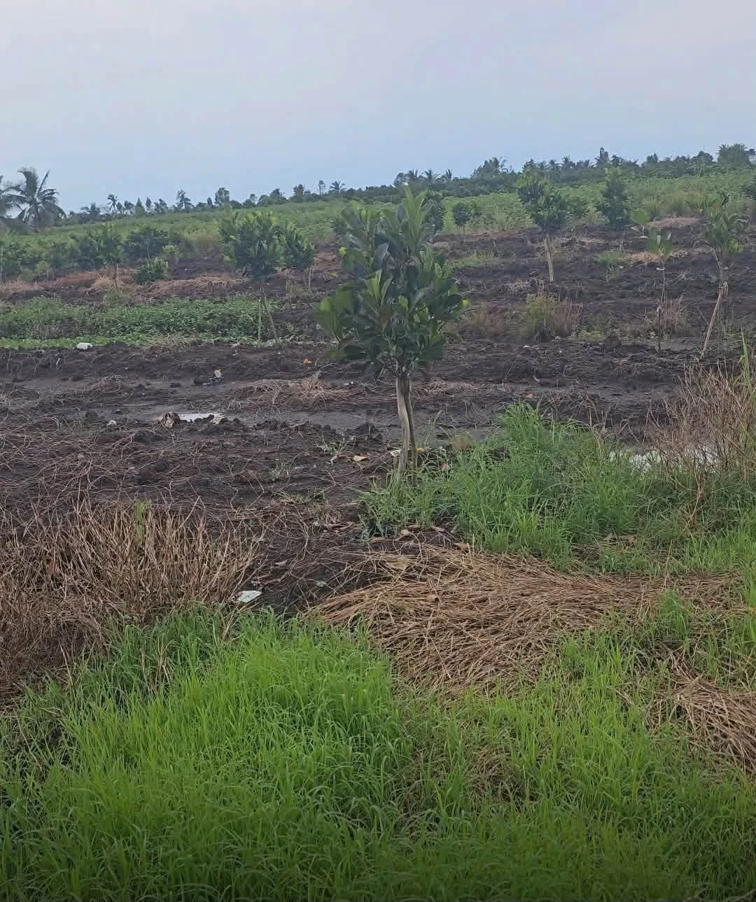 Bán 500m² đất vườn xã Tân Thành, huyện Thủ Thừa, Long An giá 280 triệu - Ảnh 1