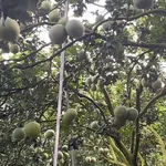 Bán 1200m² vườn trái cây 500 triệu Đồng Xoài - Ảnh thu nhỏ 2