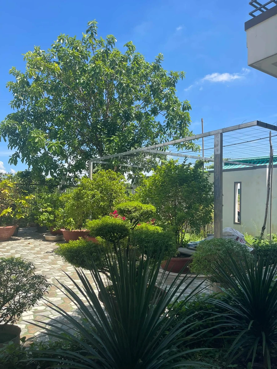 Bán đất nhà vườn 387m² có 200m² thổ cư tại Diên Toàn, Diên Khánh giá 4,3 tỷ - Ảnh 1