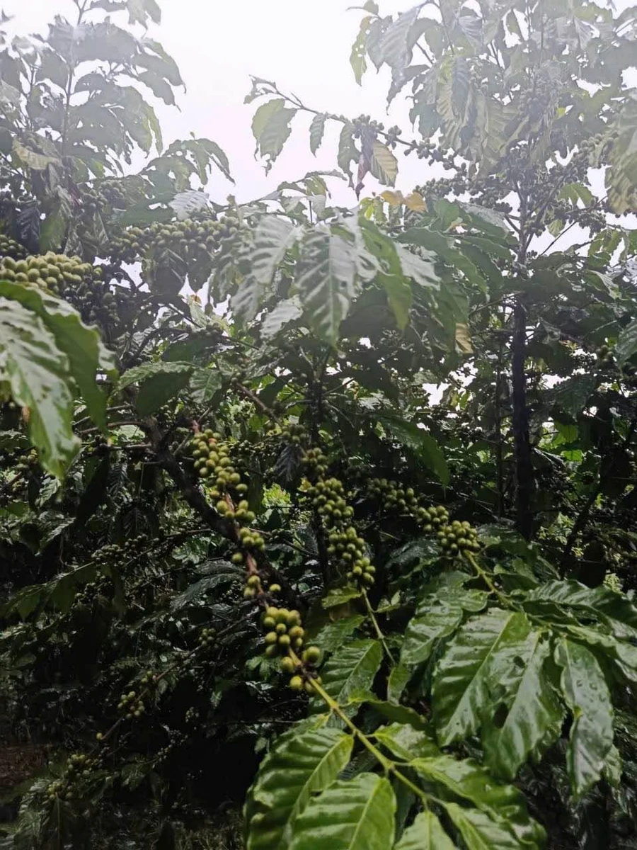 Bán đất 1,2 héc Bảo Lâm 4,1 tỷ - Ảnh thu nhỏ 2