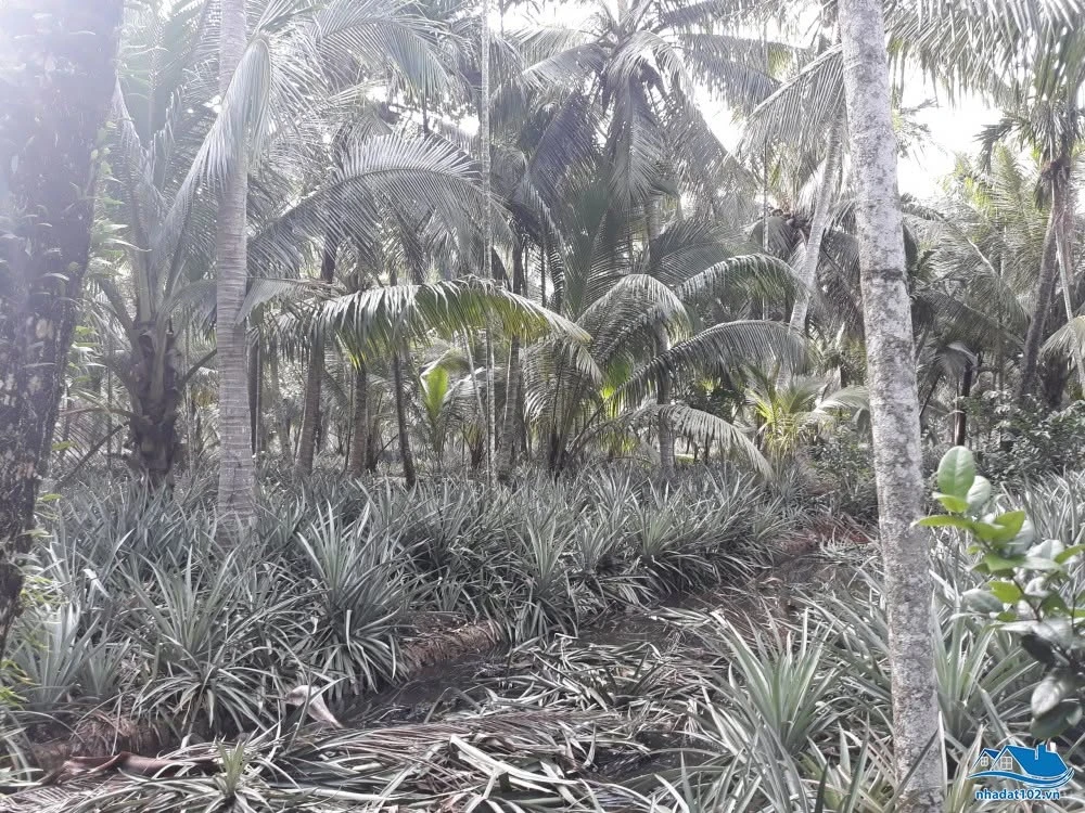 Bán đất vườn 15 công tại Sông Cái Bé, An Giang, giá 2,6 tỷ - Ảnh thu nhỏ 3