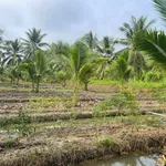 Bán đất 3000m² Nhuận Phú Tân 400 triệu - Ảnh thu nhỏ 2