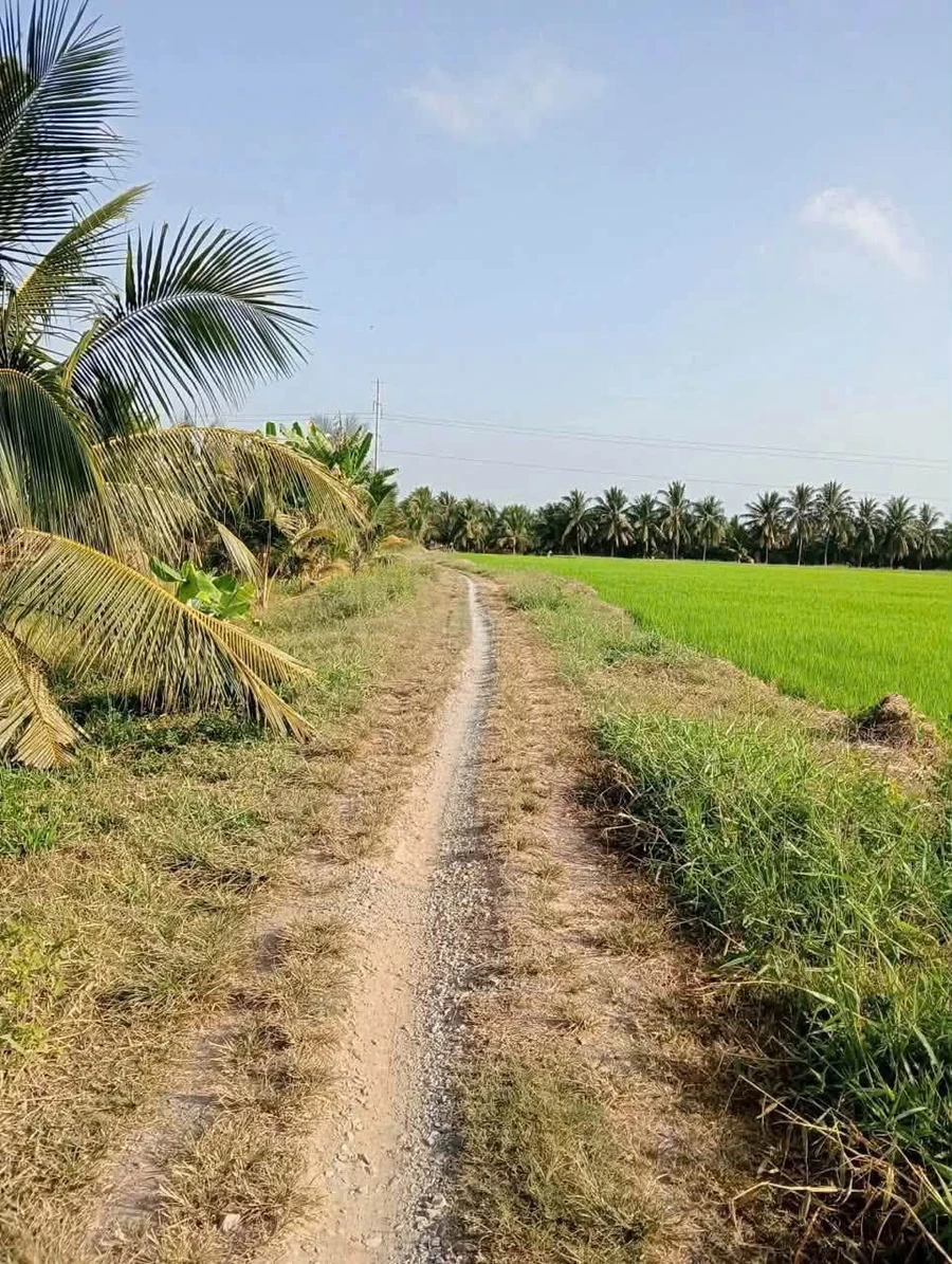 Bán vườn dừa 8 công ở Tân Mỹ, Ba Trị - Ảnh 1