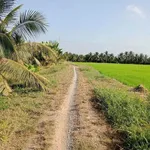 Bán vườn dừa 8 công ở Tân Mỹ, Ba Trị - Ảnh thu nhỏ 1