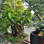 Bán đất 346m² mặt tiền Nguyễn Tri Phương, Hải Châu, Đà Nẵng - Ảnh thu nhỏ 1