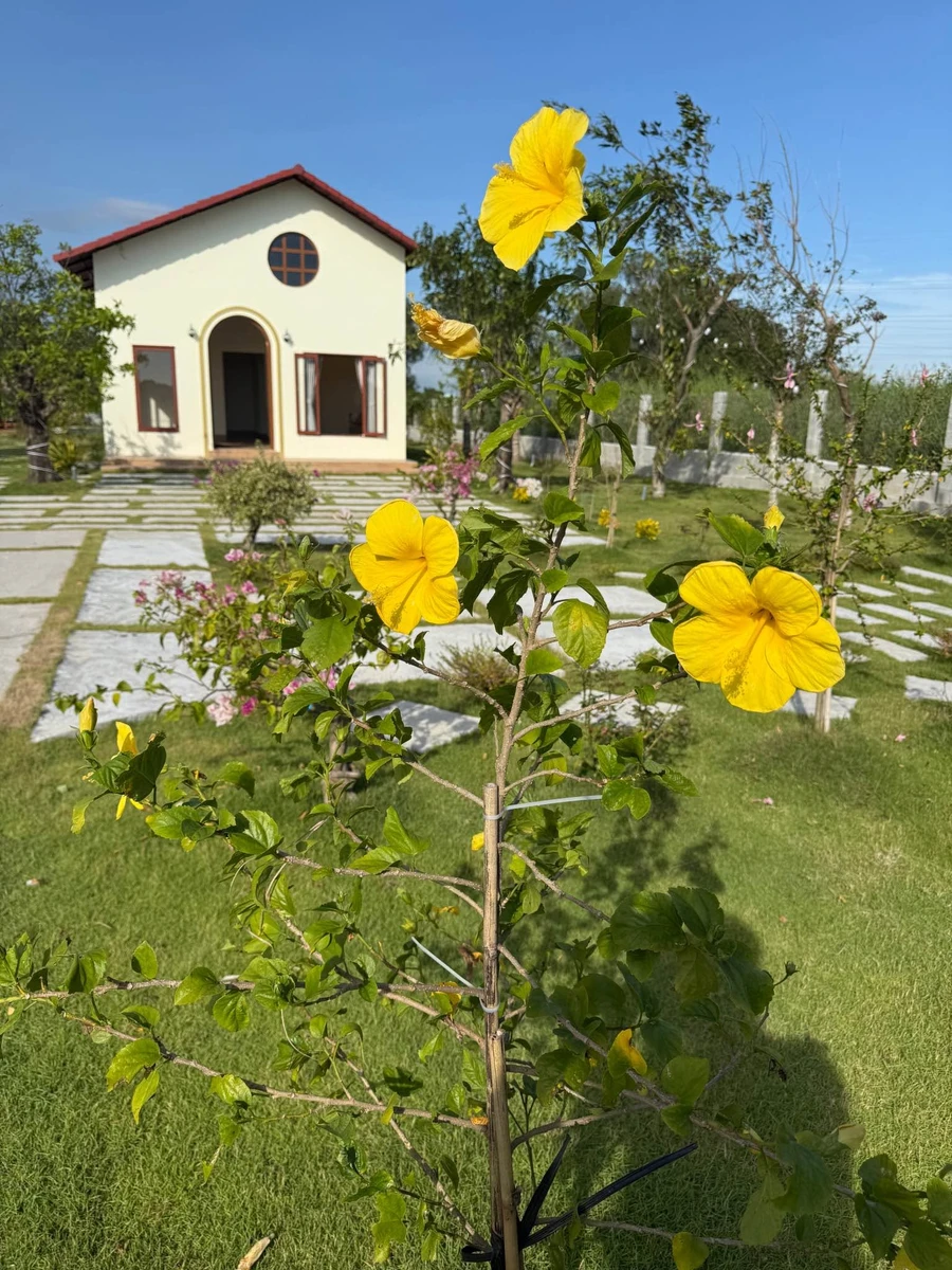 Bán nhà vườn 1.606m² Phan Thiết 1 tỷ 790 triệu - Ảnh thu nhỏ 2