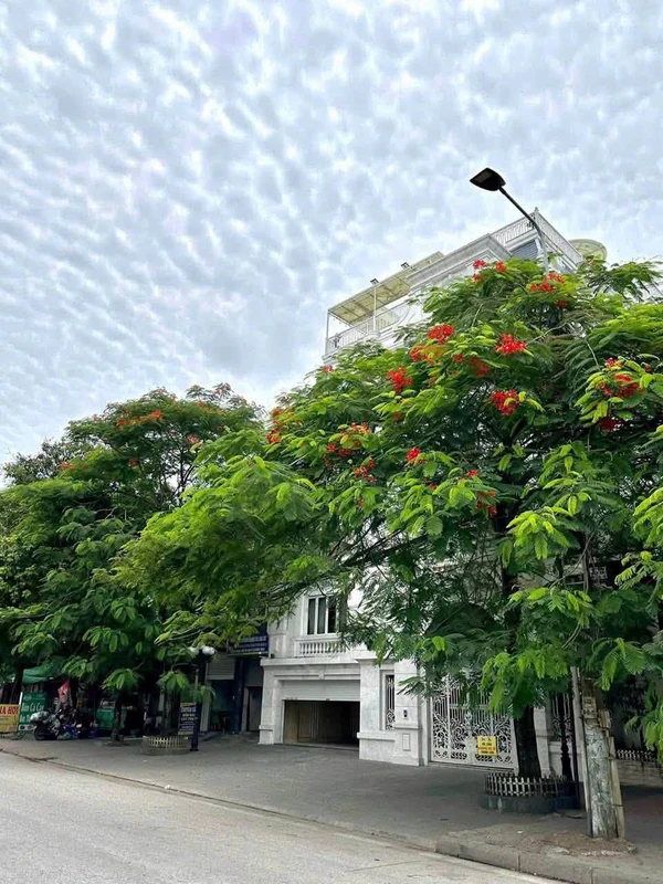Bán nhà 5 tầng Hùng Vương Hải Phòng 200m² giá 36 tỷ