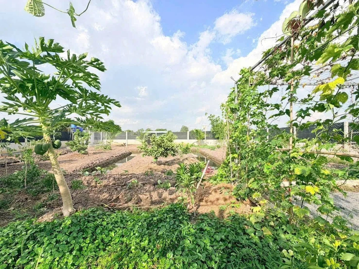 Bán đất vườn 1000m2 ngang 14m, Phú Giáo Bình Dương - Ảnh thu nhỏ 3