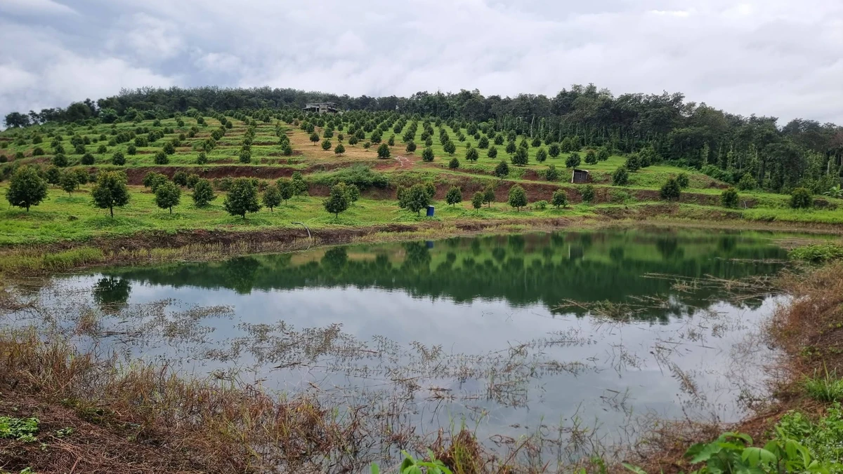 Bán đất sầu riêng 3,9ha Nghĩa Trung Đồng Nai 13,5 tỷ - Ảnh 1
