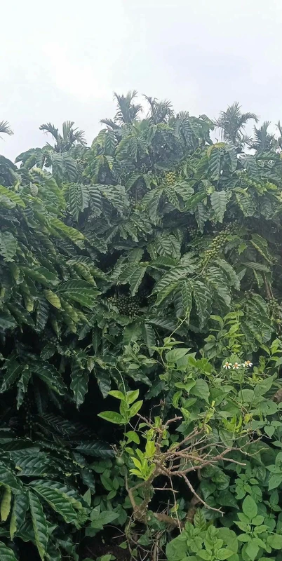 Bán đất 1ha 8 phun cà phê Ea Tân, Đắk Lắk