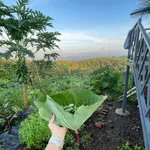 Bán đất vườn 1.000m² view sông La Ngà Cần Giờ 575 triệu - Ảnh thu nhỏ 1