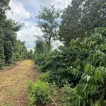 Bán 1,8 hectare rẫy cà phê tiêu Đắk Mil 3,5 tỷ - Ảnh thu nhỏ 3