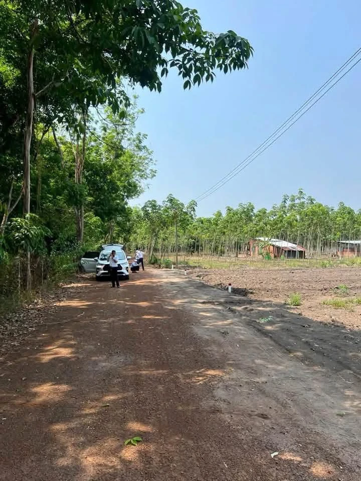 Bán đất 1000m² Sào Quang Minh Hóc Môn, 299 triệu - Ảnh 1