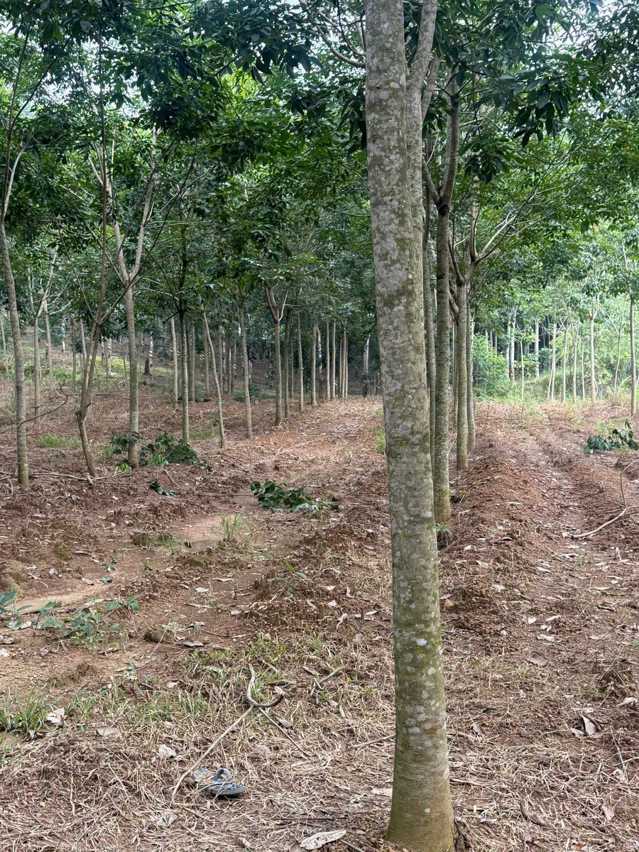Bán đất cao su 3 ha mặt tiền trên 200m, Tân Thành, Bình Phước - Ảnh thu nhỏ 4