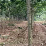 Bán đất cao su 3 ha mặt tiền trên 200m, Tân Thành, Bình Phước - Ảnh thu nhỏ 4
