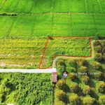 980tr, 1000m2 có thổ cư gần hết đất, gần dự án KCN Hiệp Thạnh, đường bê tông - Ảnh thu nhỏ 9