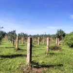 Bán 6.000m² đất Thuận Hòa Hàm Thuận Bắc 1,1 tỷ - Ảnh thu nhỏ 5