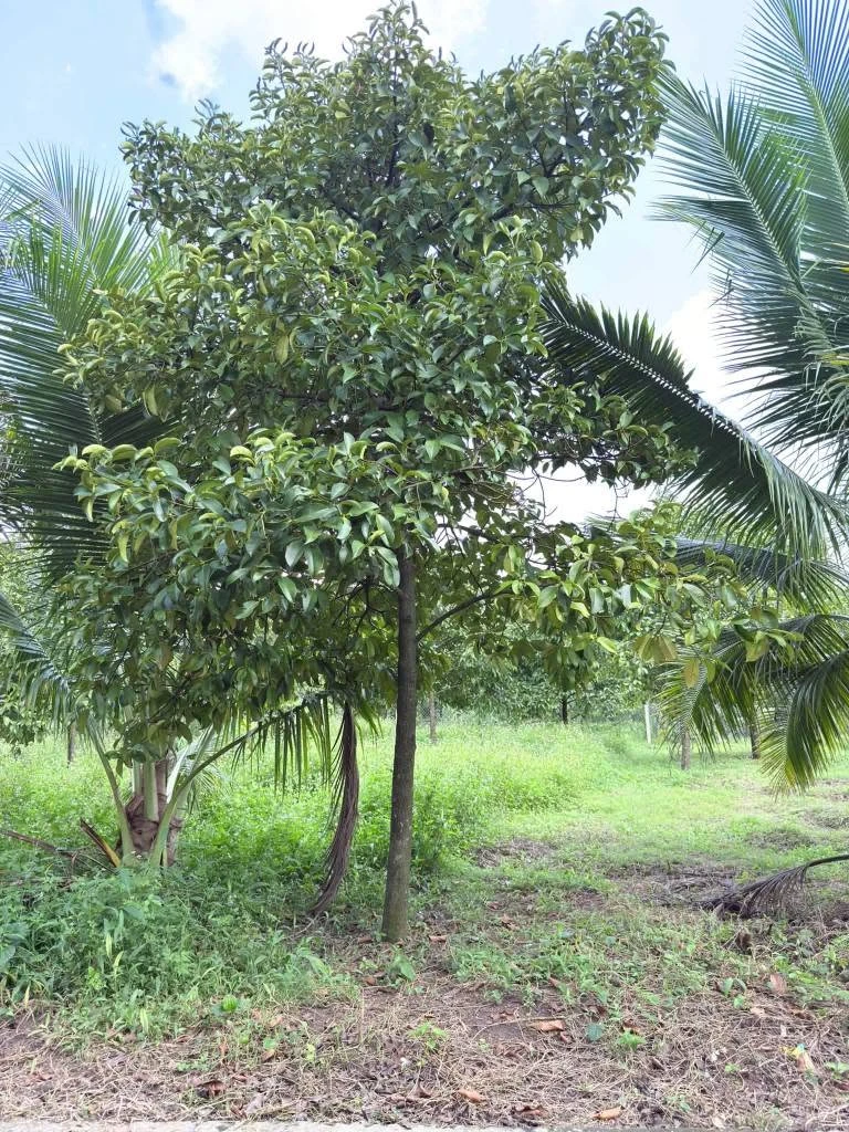 Đất bán Phường Bảo Vinh 125m² 635 triệu - Ảnh thu nhỏ 2