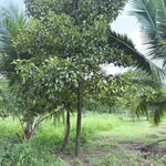 Đất bán Phường Bảo Vinh 125m² 635 triệu - Ảnh thu nhỏ 2