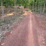 Bán đất cao su 3 ha, 200m mặt tiền, Ấp 6 Tân Thành, Bình Tân - Ảnh thu nhỏ 1
