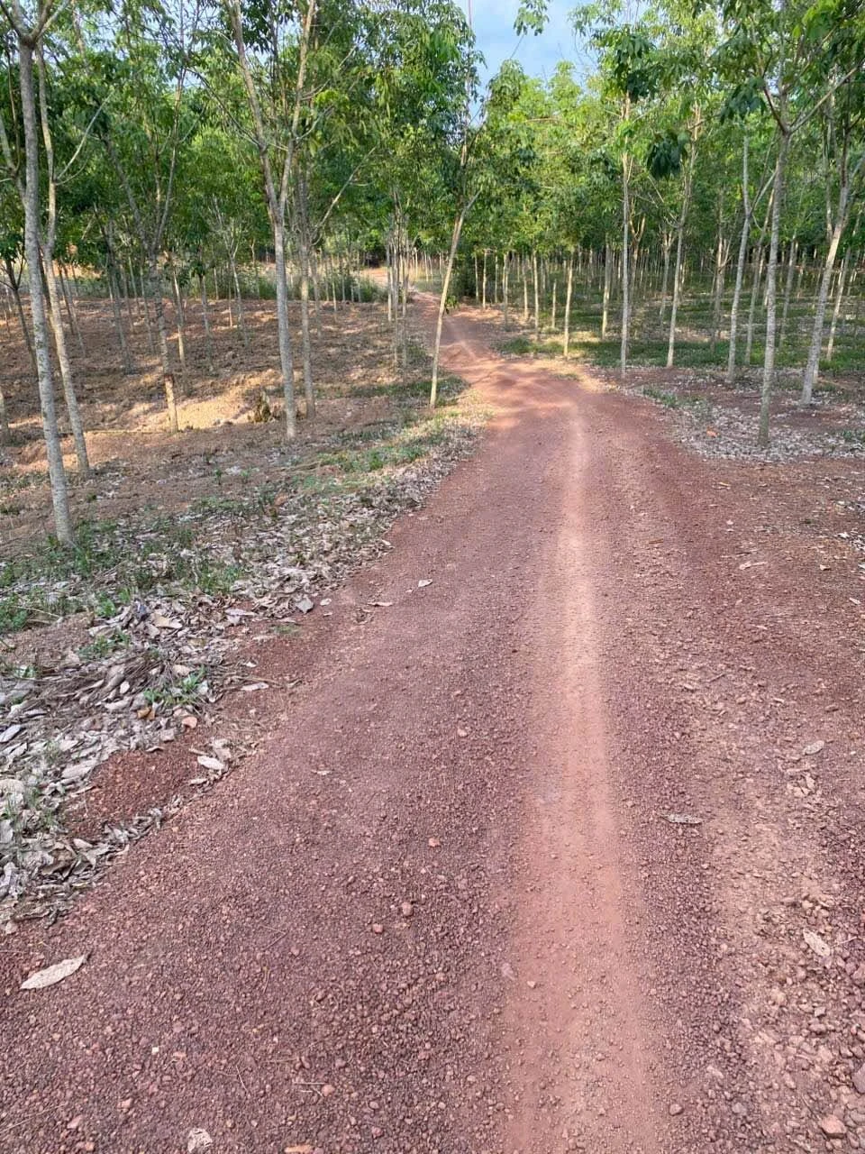 Bán đất cao su 3 ha, 200m mặt tiền, Ấp 6 Tân Thành, Bình Tân - Ảnh 1
