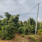 Bán đất rẫy Lâm Đồng 11000 m² giá 1,85 tỷ - Ảnh thu nhỏ 4