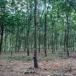 Bán 2,4ha đất cao su có nhà cấp 4, giá 3,5 tỷ, Đồng Tiến, Bình Phước - Ảnh thu nhỏ 2