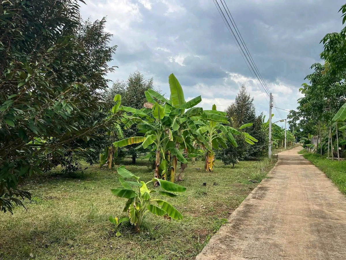 Bán đất Bù Đốp Bình Phước 10.800m² với nhà tiền chế - Ảnh thu nhỏ 3