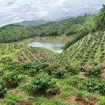 Bán gấp 2,8 ha đất trồng cacao tại Lâm Đồng 2,5 tỷ - Ảnh thu nhỏ 2