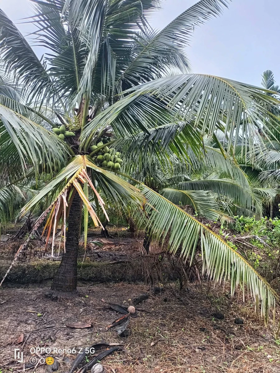 Bán đất 4 công Bến Tre, giá 510 triệu/công - Ảnh thu nhỏ 3