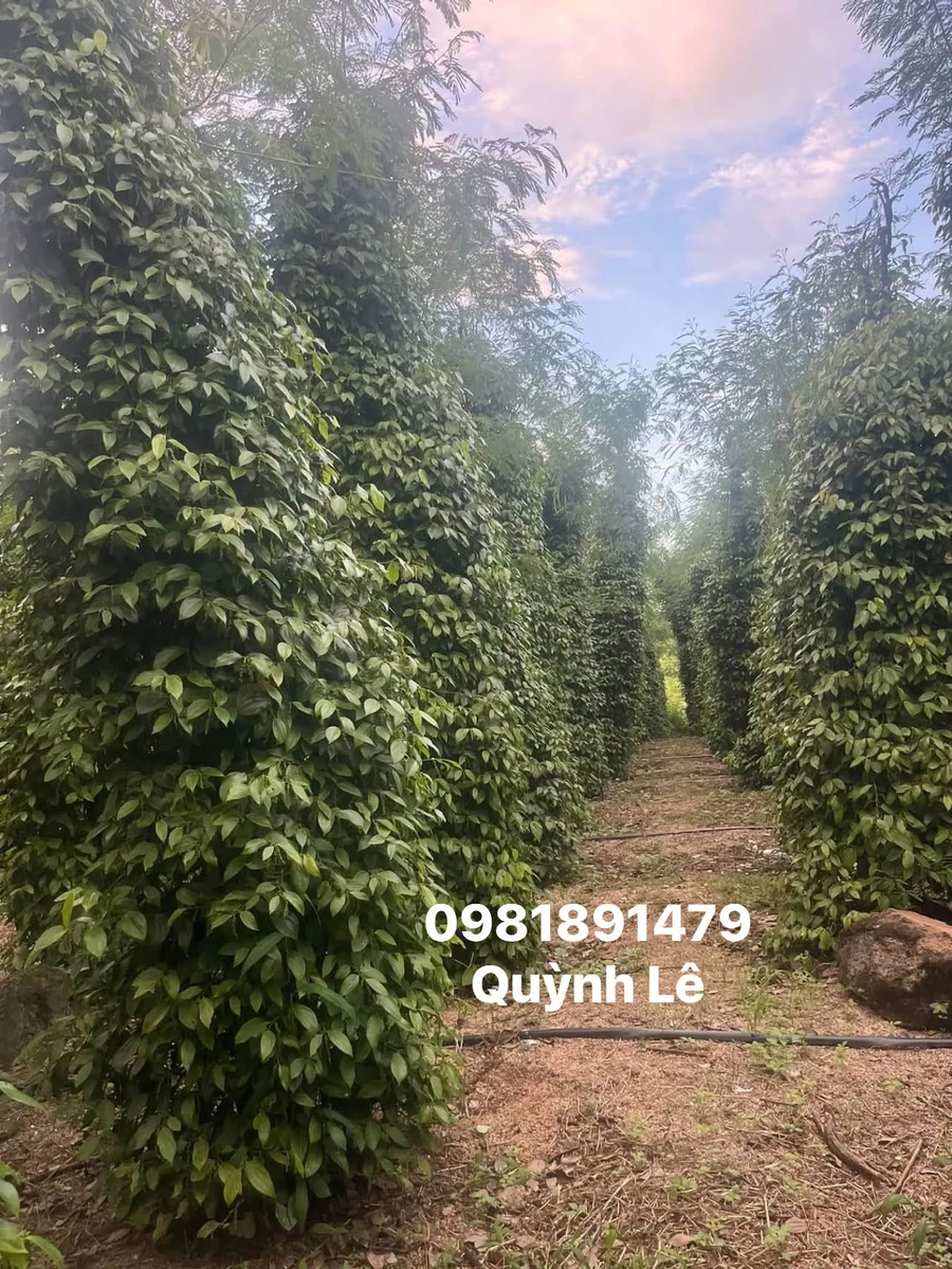 Bán 3 héc đất rẫy tiêu, cà phê ở Iale - Ảnh thu nhỏ 2